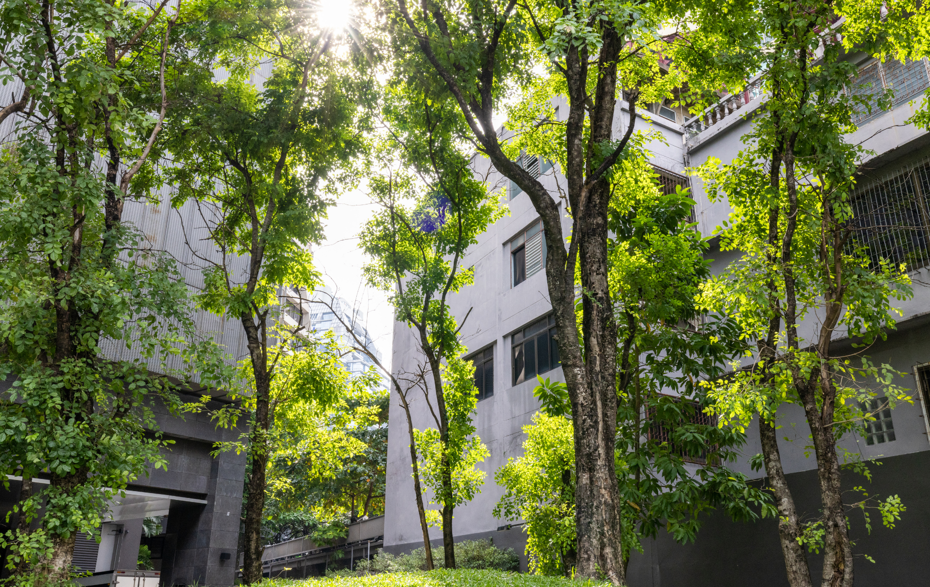 Sunlight through greenery in a city, urban sustainability concept